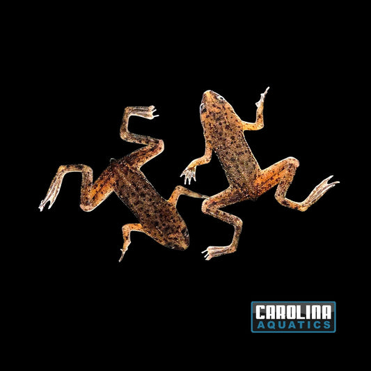 Amphibian - African Dwarf Frog