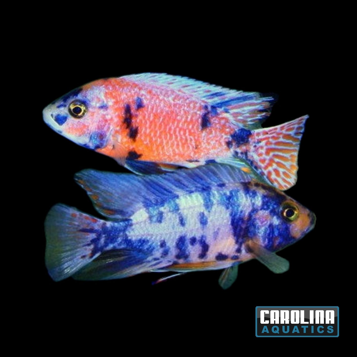 African - Peacock OB Male XL