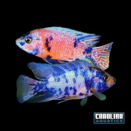 African - Peacock OB Male XL