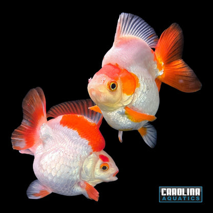 Goldfish - Ryukin Shorttail High Body Red & White 4.5-5in