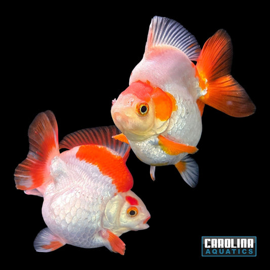 Goldfish - Ryukin Shorttail High Body Red & White 4.5-5in