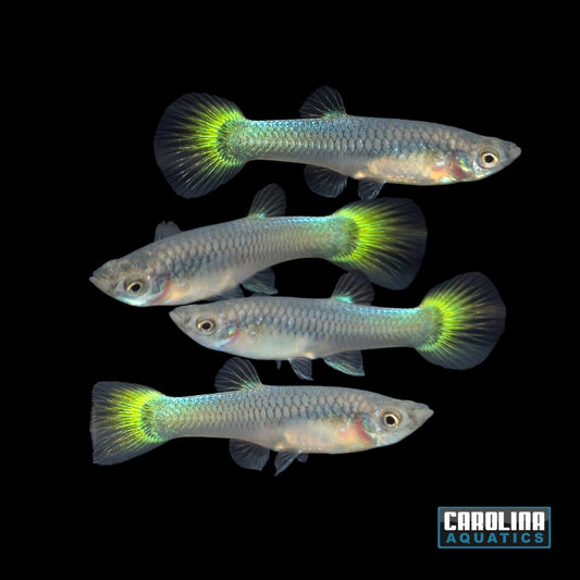 Guppy - German Yellow Female