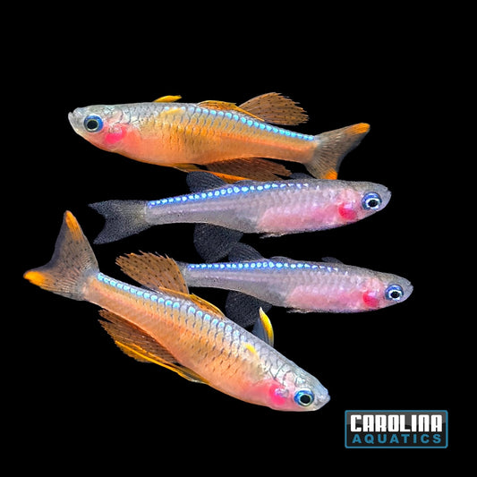 Rainbow - Red Neon Blue Eye