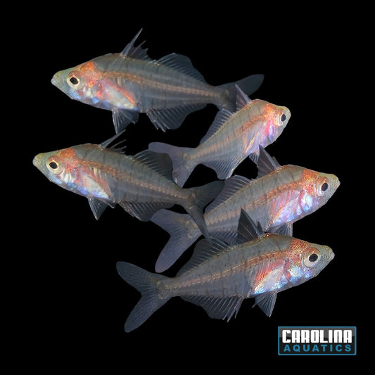 Misc - Glassfish Threadfin Dwarf