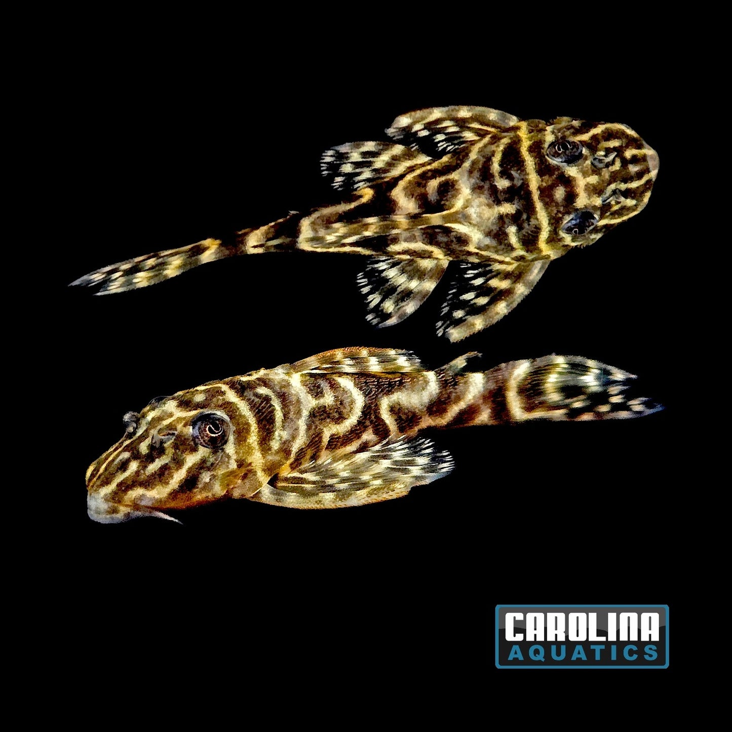 Pleco - Zebra Colombian L-129