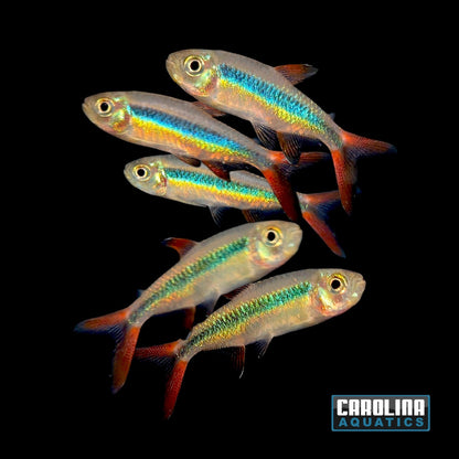 Tetra - Penguin Redtail 'Teles Pires' Med