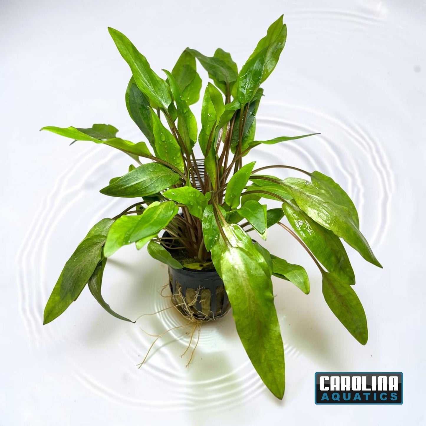 Crypt Undulata Potted
