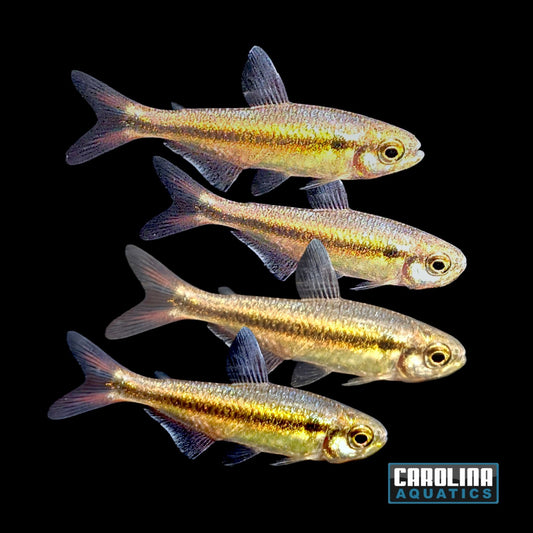 Tetra - Blue Devil T.R.