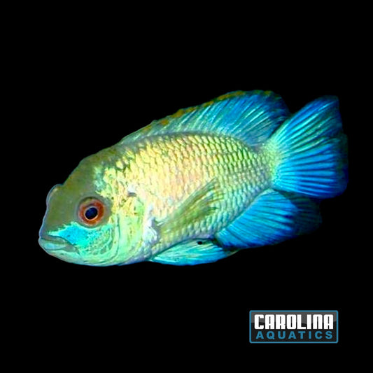 Cichlid - Acara Electric Blue