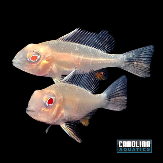 Cichlid - Heckelii Albino 1.5in
