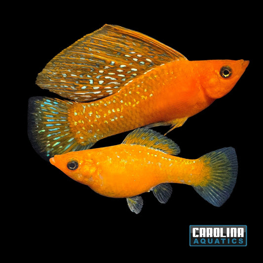 Molly - Tangerine Orange Salfin Lg