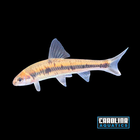 Misc - Gudgeon Vietnamese Rainbow M/L