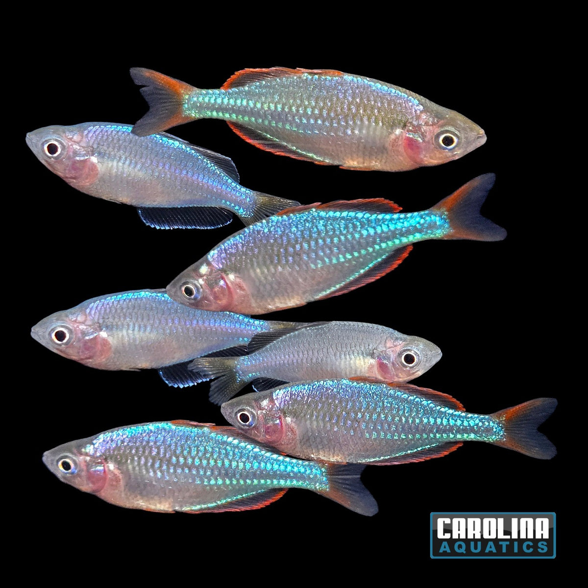 Rainbow - Neon Dwarf