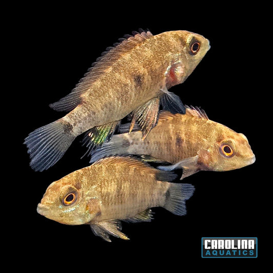 Cichlid - Apistogramma Alacrina "D18" Sml