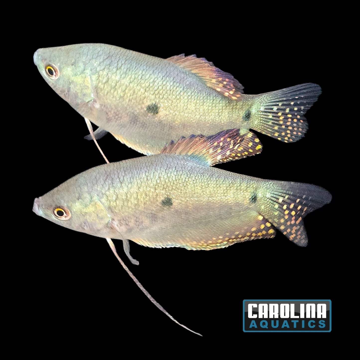 Gourami - Blue
