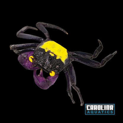 Invert - Crab Purple Vampire