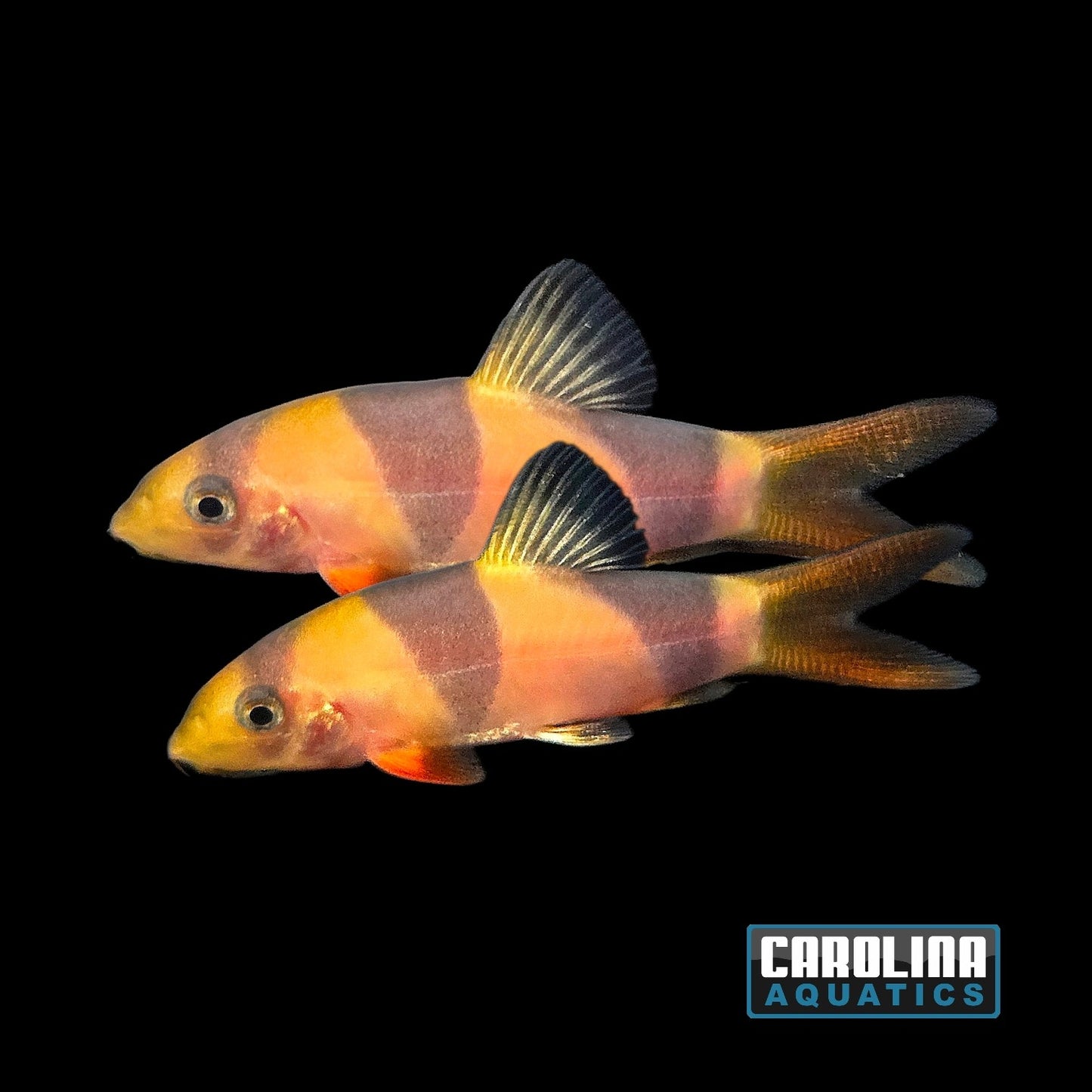 Loach - Clown 2in.