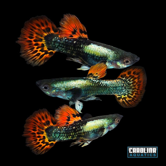 Guppy - Elephant Ear Dragon