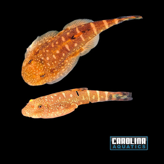 Loach - Hillstream Borneo Yellowfin Lg
