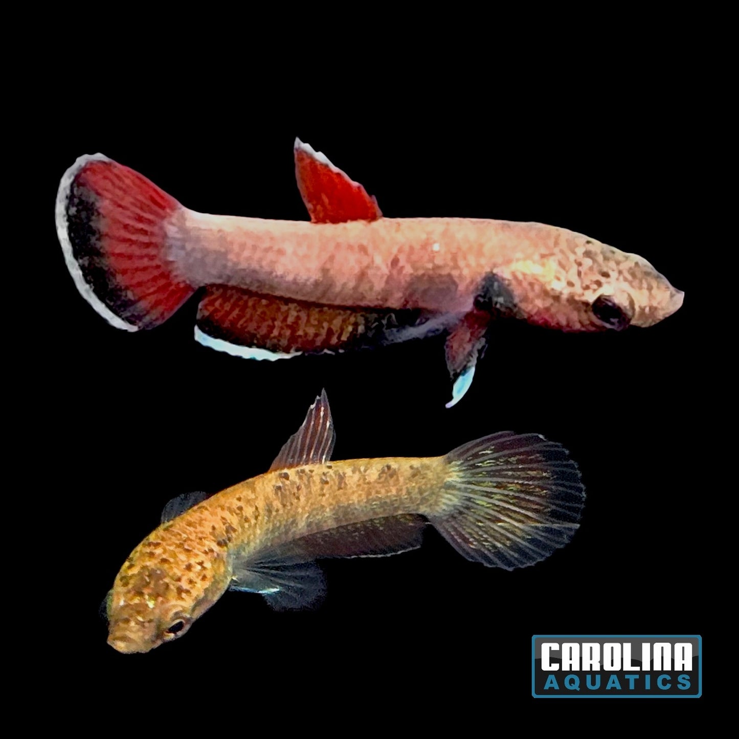 Betta - Channoides Pair (T.R.)