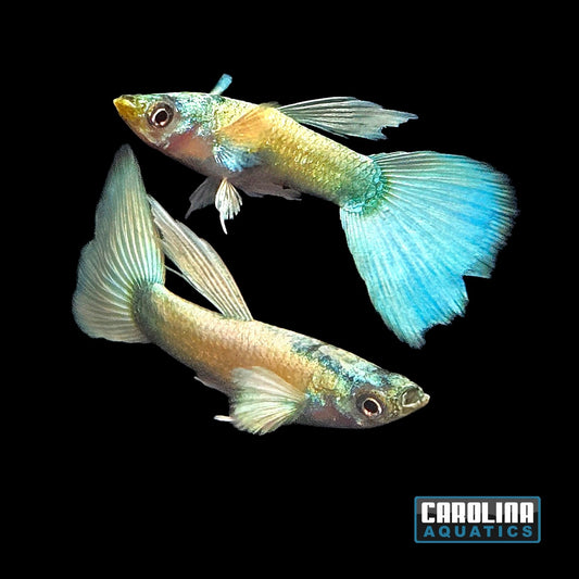 Guppy - Miracle Platinum