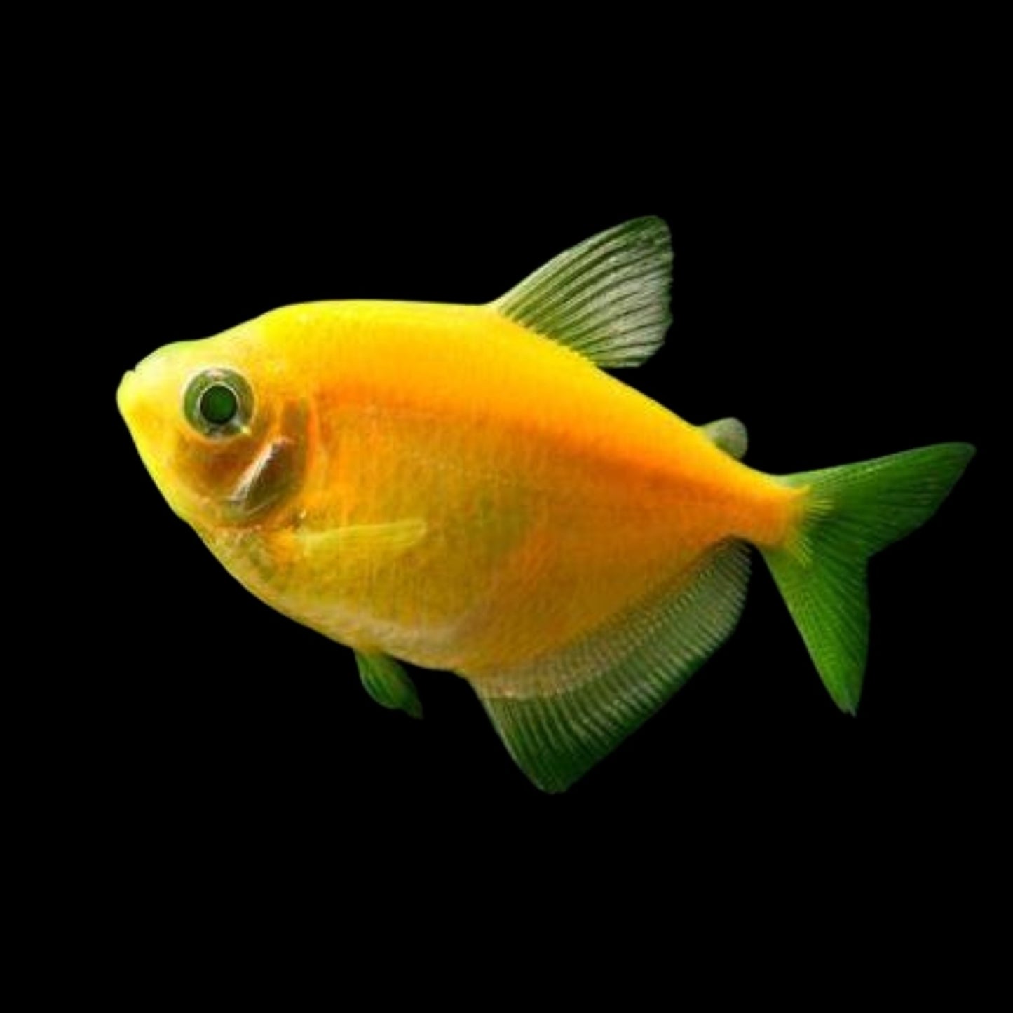 GloFish® - Tetra Sunburst Orange
