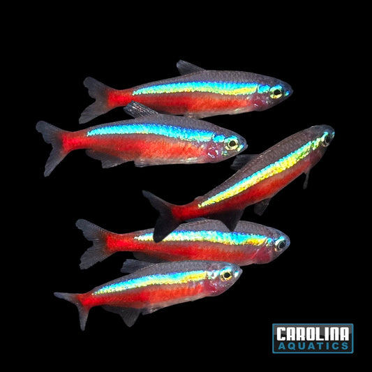 Tetra - Cardinal T.R. XL