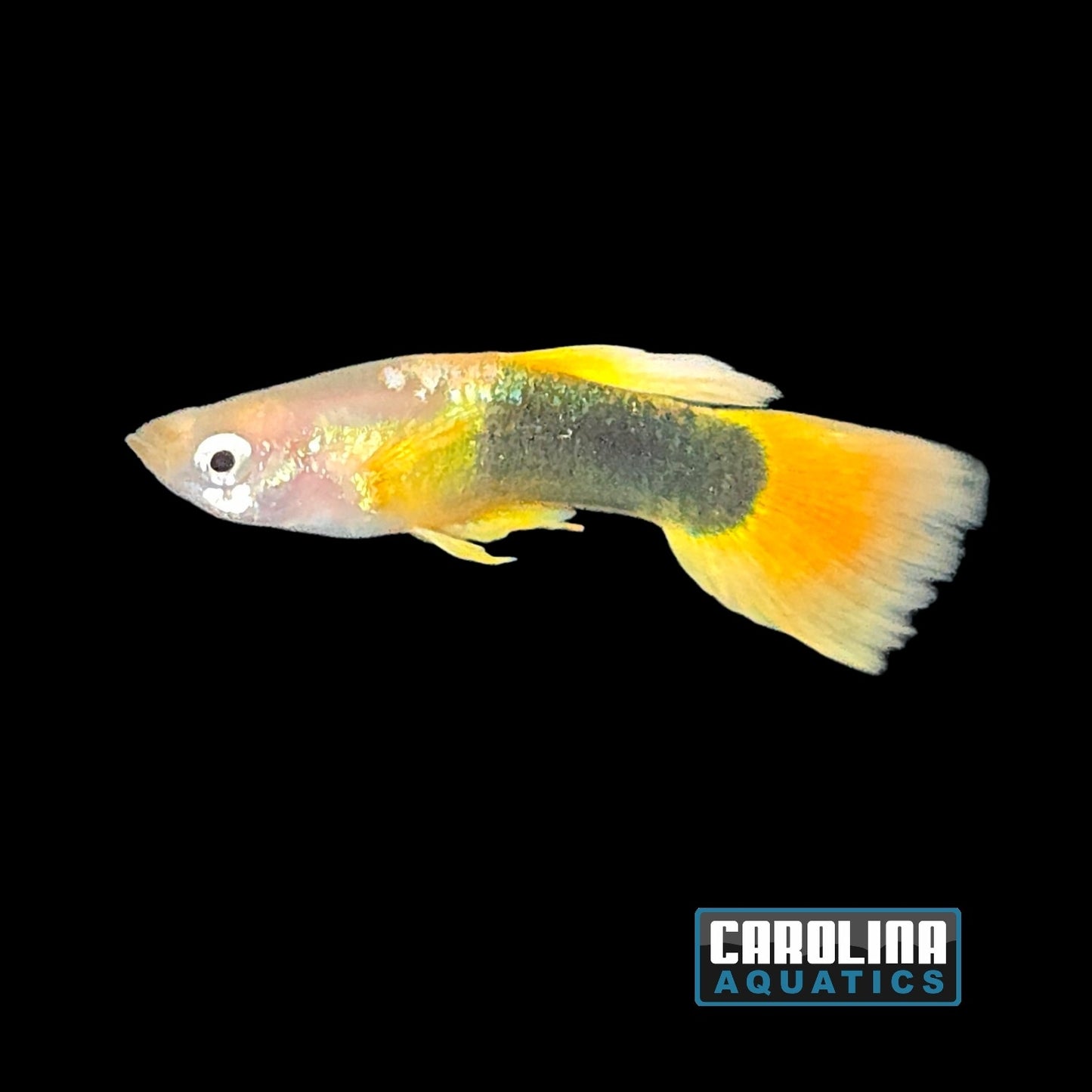 Guppy - Yellow Tux