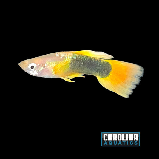 Guppy - Yellow Tux
