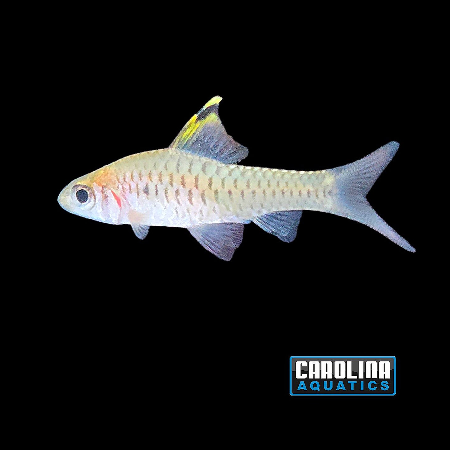 Barb - Indian Hifin