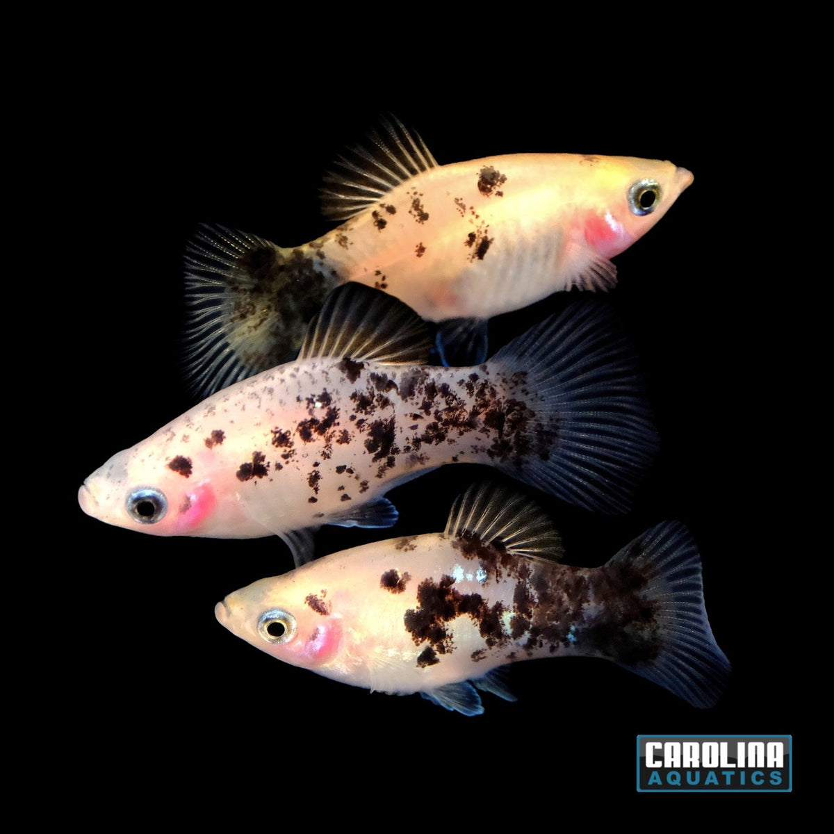 Platy - Panda