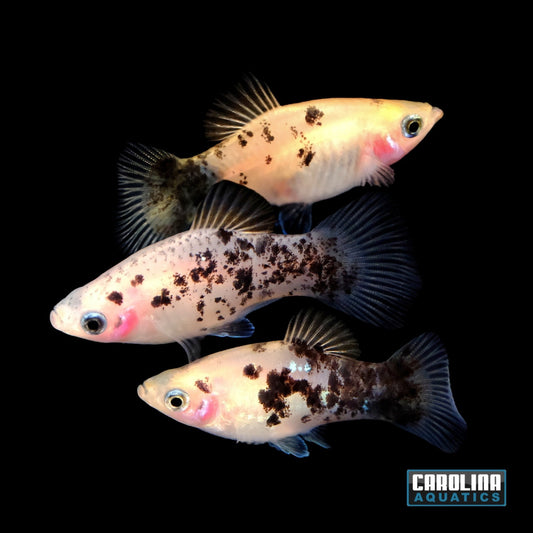 Platy - Panda