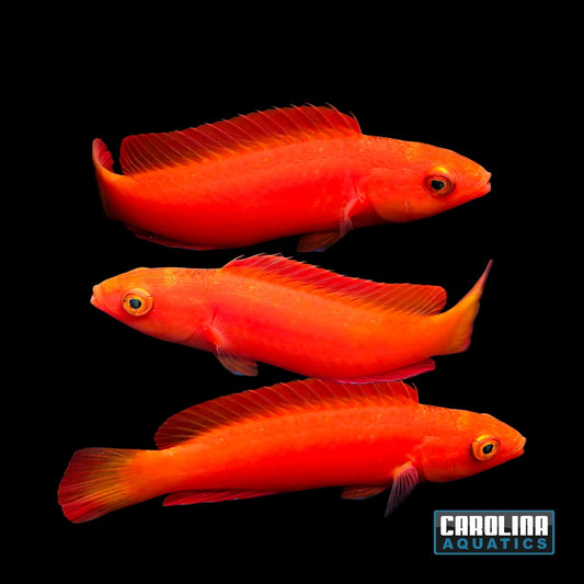 Wrasse - Fairy Magma