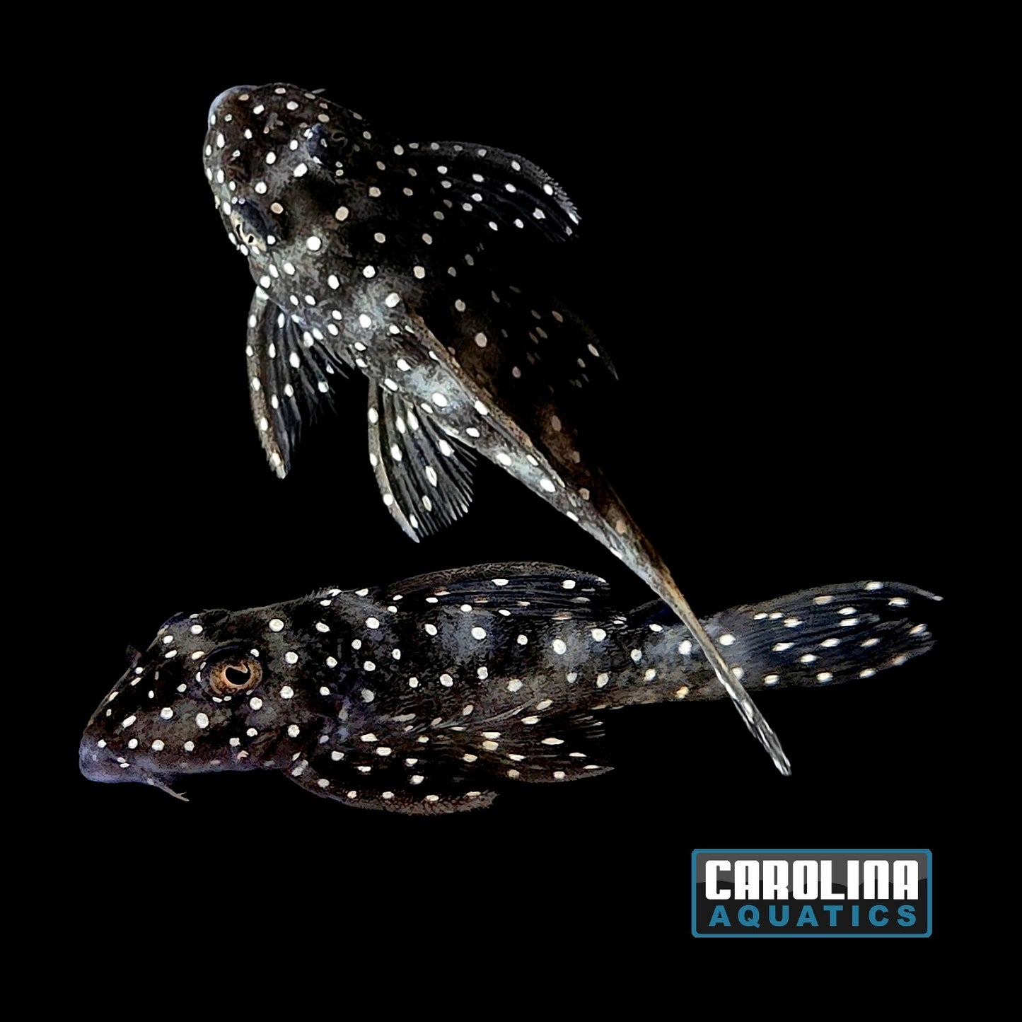 Pleco - Angelicus L-004 2-2.5in