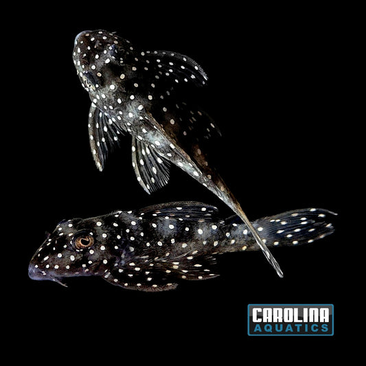 Pleco - Angelicus L-004 2-2.5in