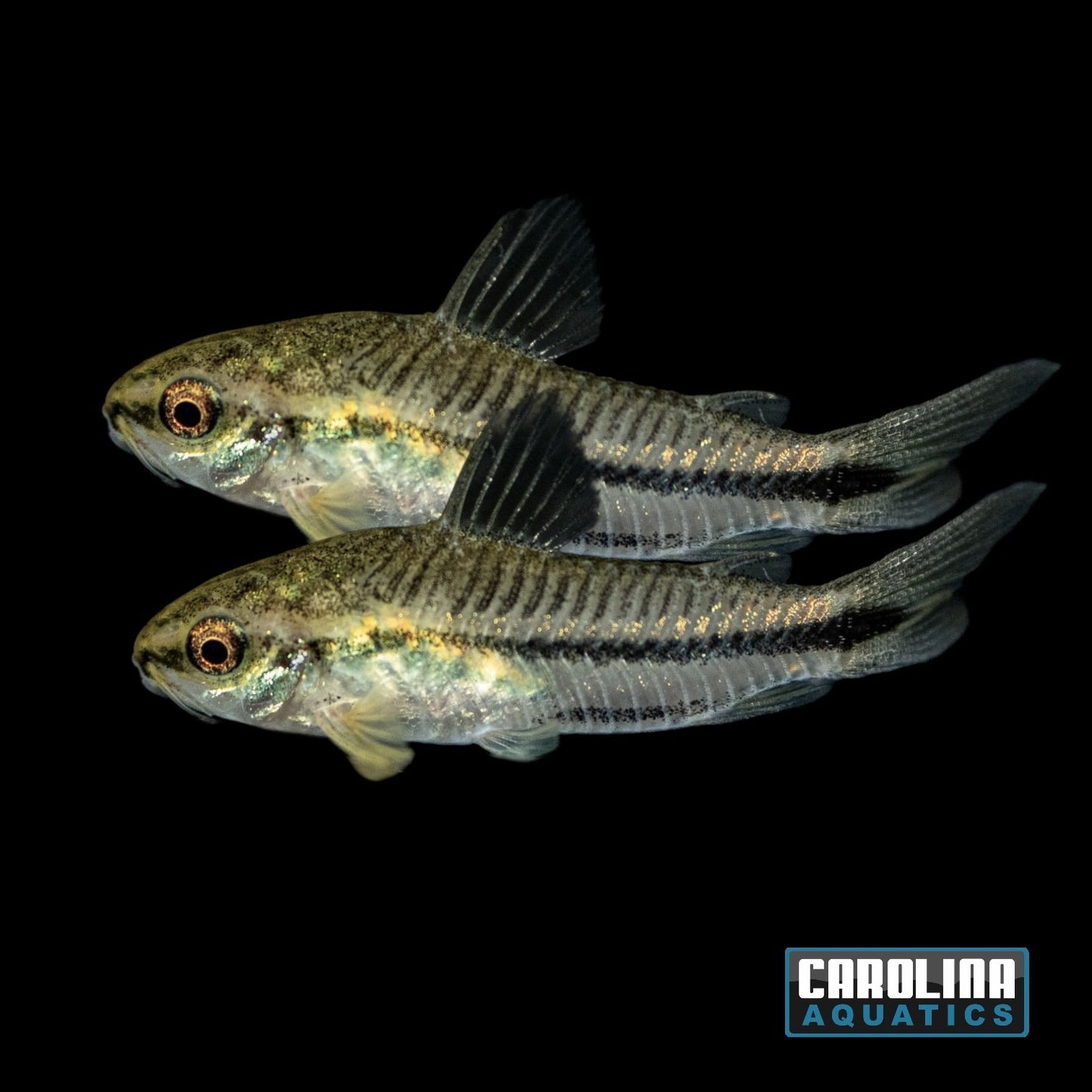 Cory - Pygmy