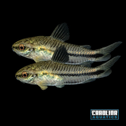 Cory - Pygmy