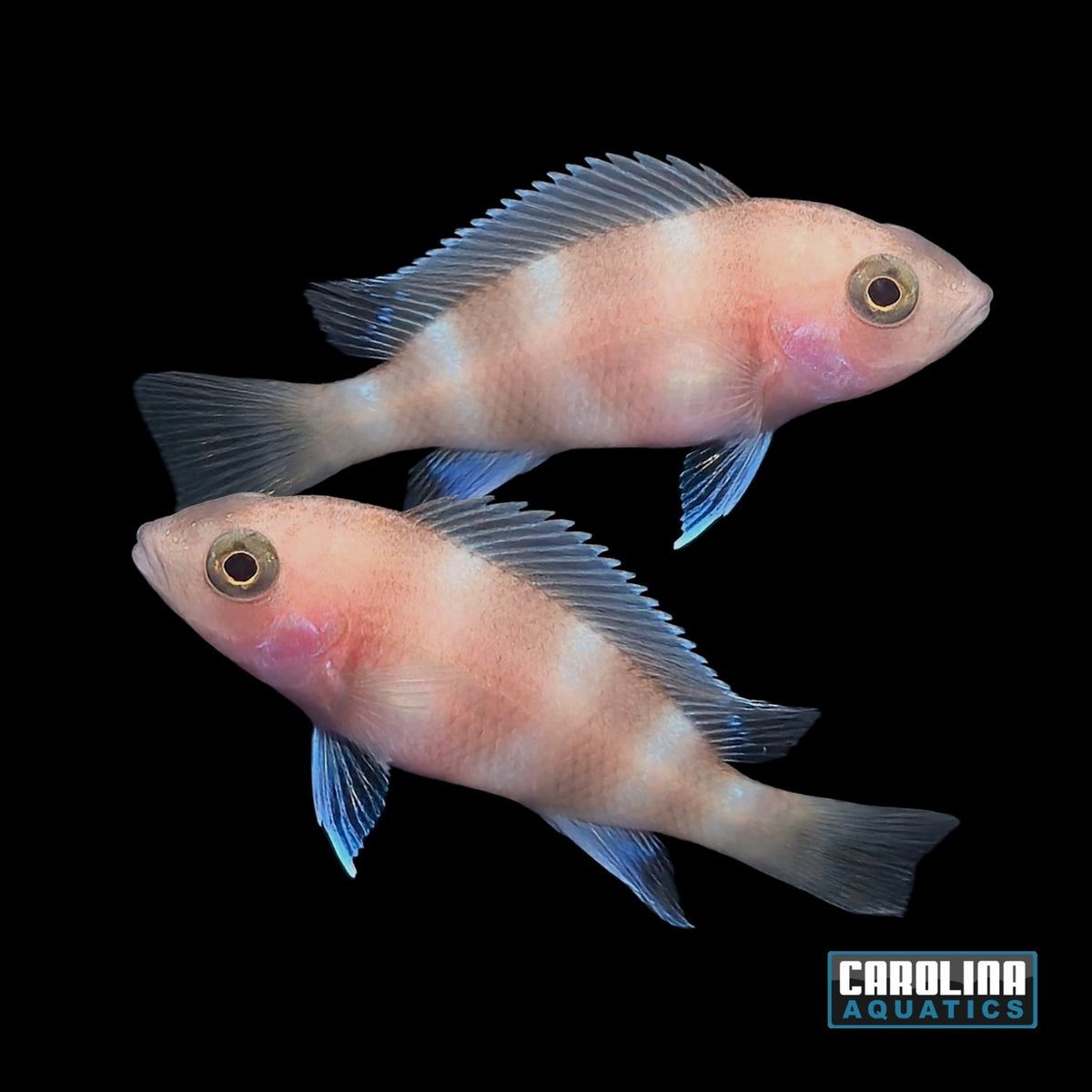 African - Frontosa Red 1.25in