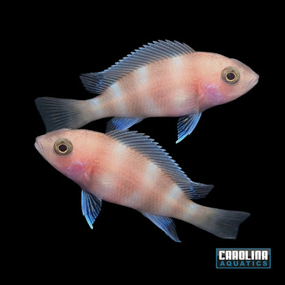 African - Frontosa Red 1.25in