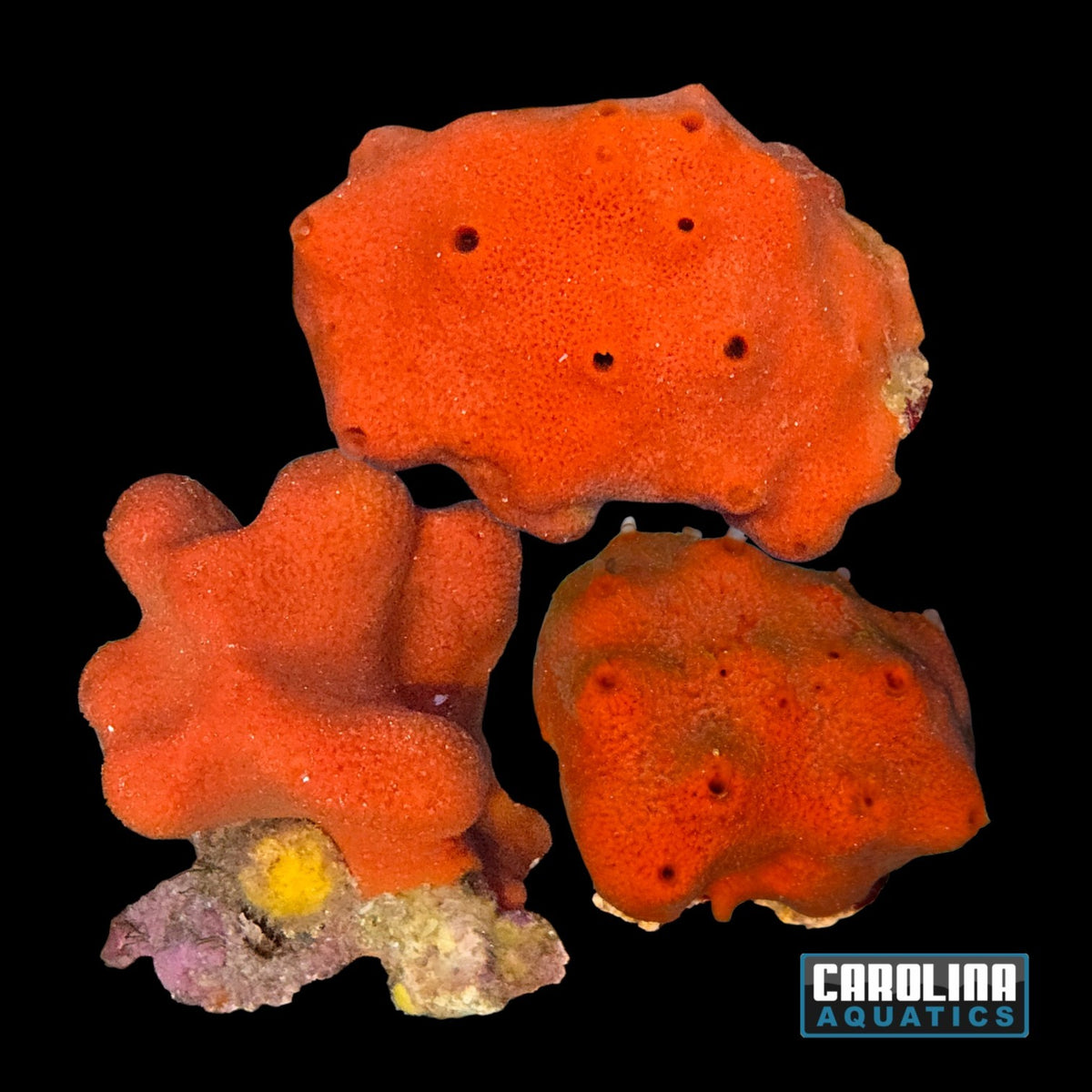 Sponge - Red Ball