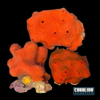 Sponge - Red Ball