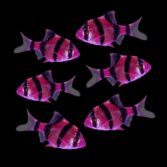 GloFish® - Barb Galactic Purple