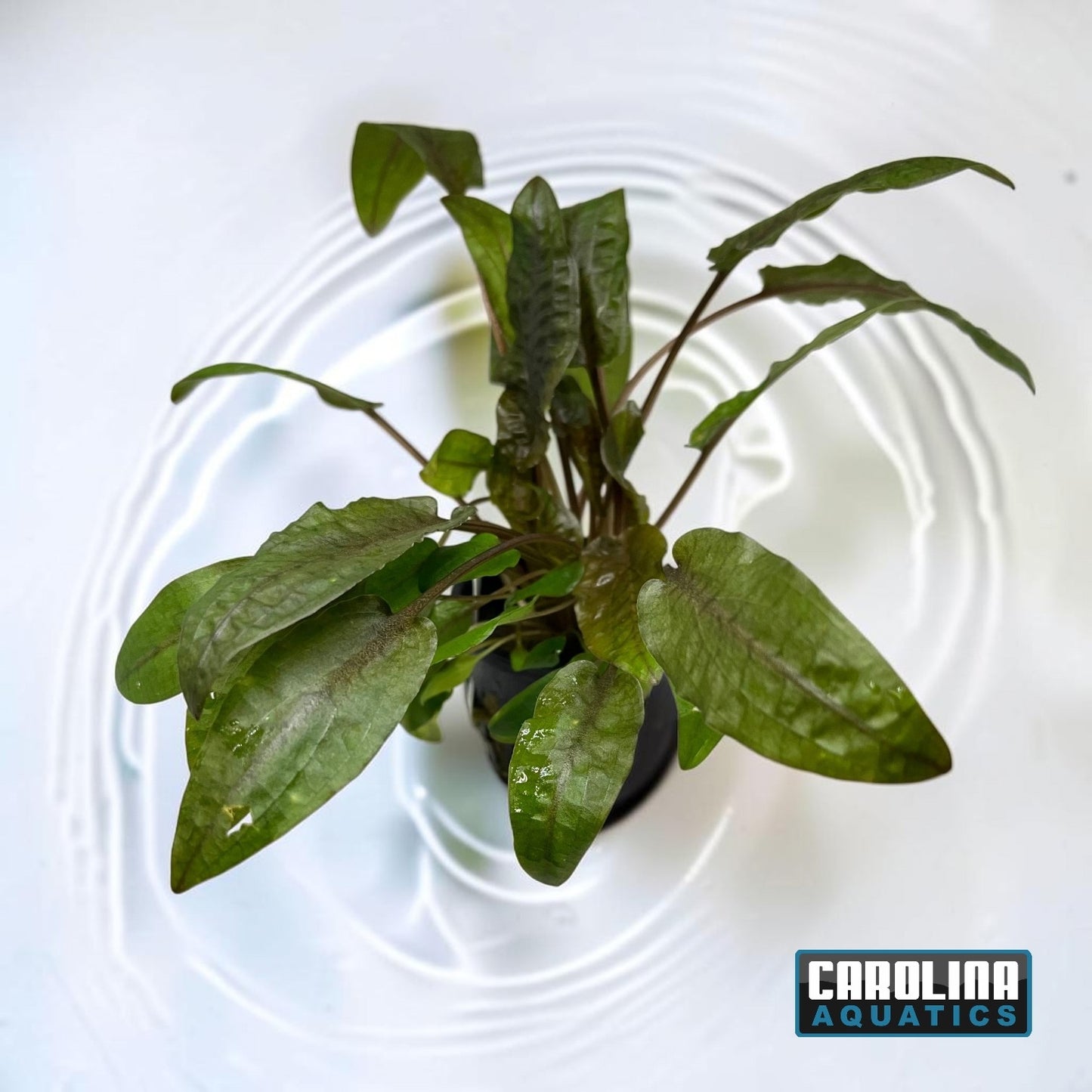 Crypt Wendtii Bronze Potted