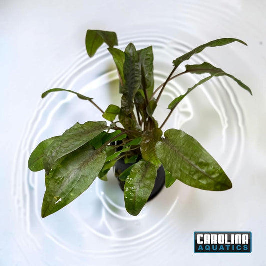 Crypt Wendtii Bronze Potted