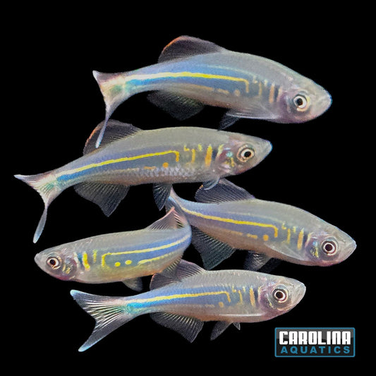 Danio - Giant