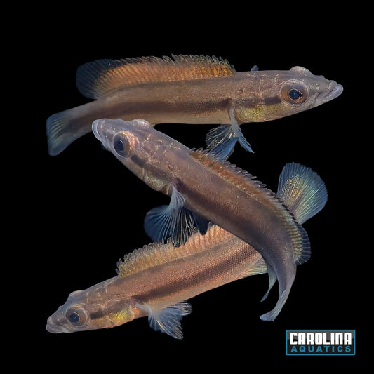 Cichlid - Black Jacunda Pike Xingu III Sml