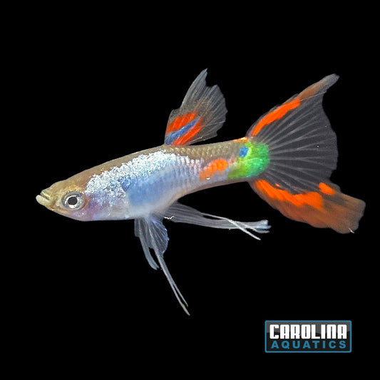 Guppy - Silver Top Lyretail