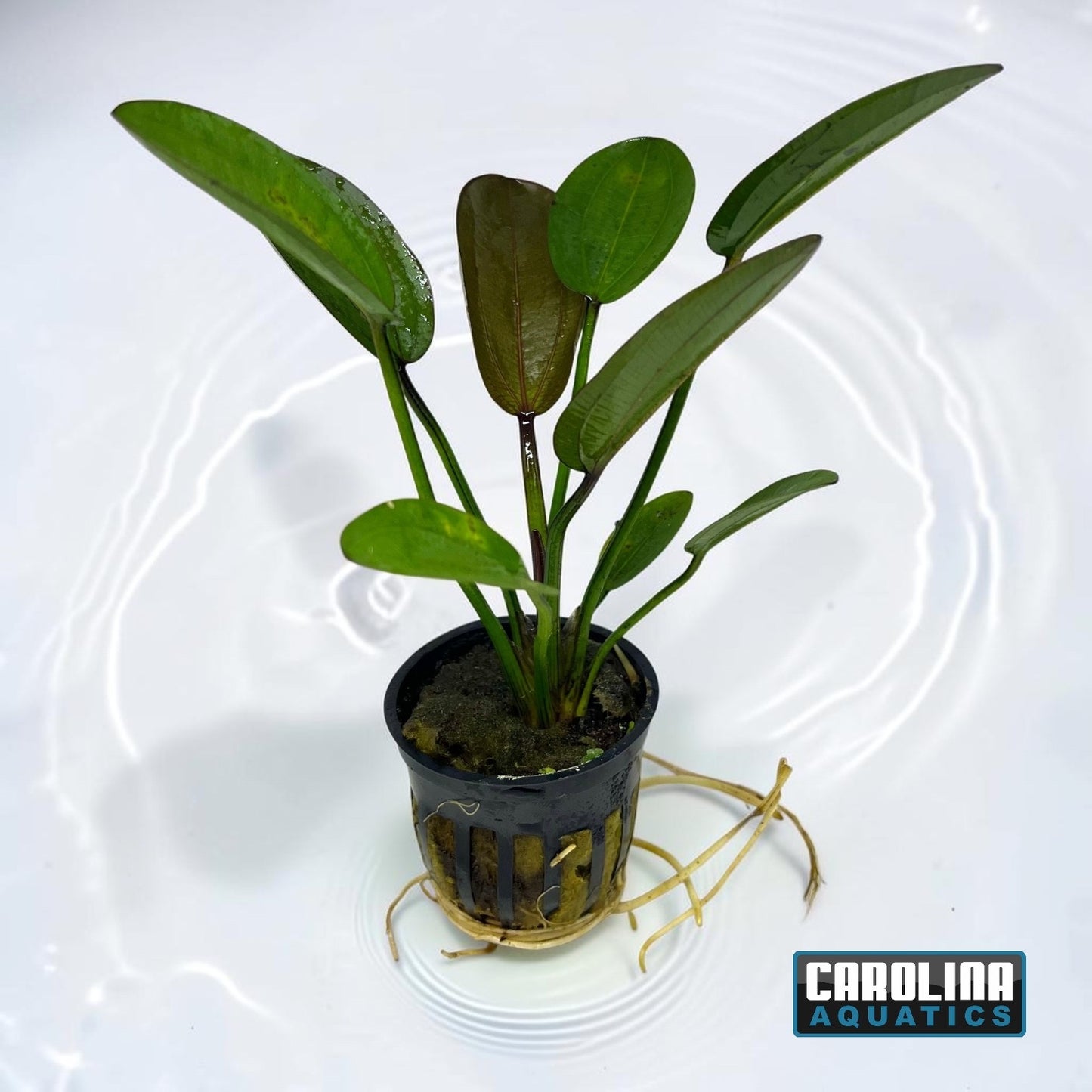 Sword Reni Potted