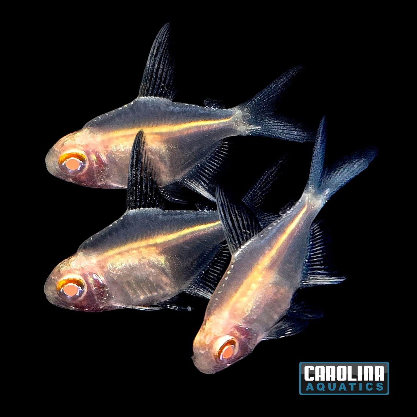 Tetra - Lemon Albino Short Body