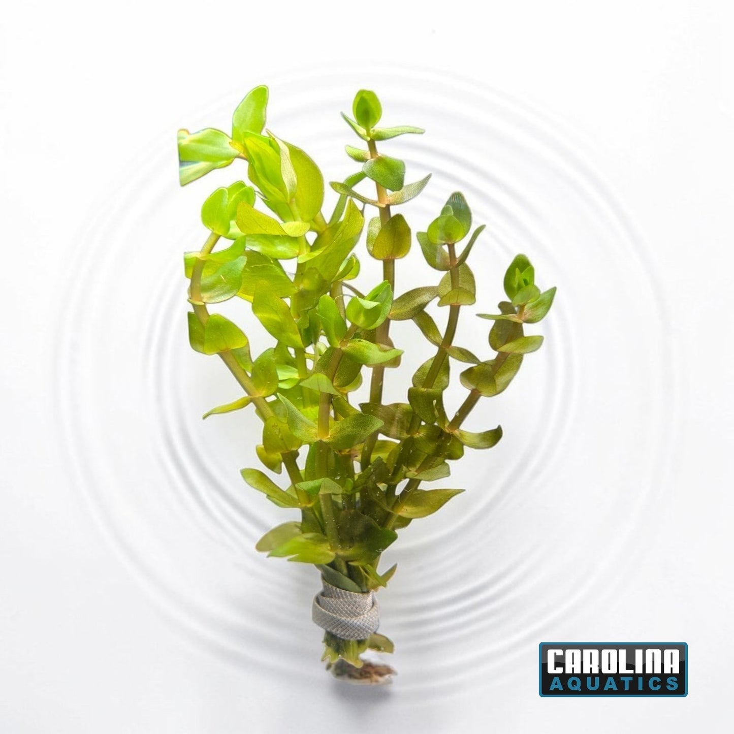 Bacopa
